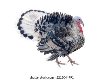 Turkey Bird Isolated On White Background. Turkey-cock Isolated. 
