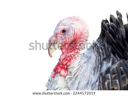 Turkey bird isolated on white background. Turkey-cock isolated. 