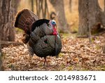 a turkey bird photo use for magazine, catalogue, brochure etc.