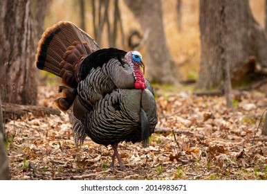 a turkey bird photo use for magazine, catalogue, brochure etc.