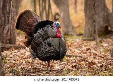 A Turkey Bird Photo Use For Magazine, Catalogue, Brochure Etc.