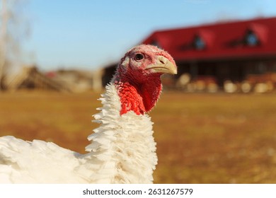 A turkey is captured in close-up while roaming freely on a farm.