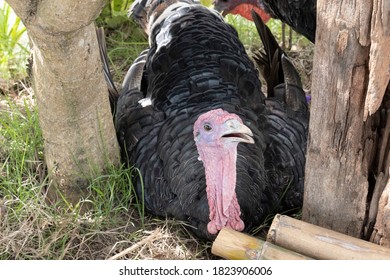 Turkey Is A Class Of Flightless Birds, Belonging To The Pheasant And Quail Family. (Phasianidae)