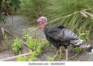 Turkey Is A Class Of Flightless Birds, Belonging To The Pheasant And Quail Family. (Phasianidae)