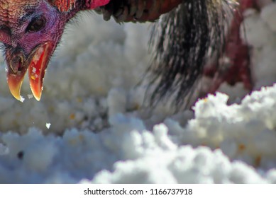 turkey snood erect