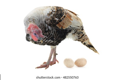  Turkey And Egg Isolated On A White Background