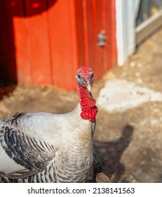 A Turkey Enjoying A Day On The Farm With The Bright Sun Shinning Down.