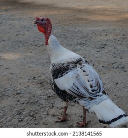 A Turkey Enjoying A Day On The Farm With The Bright Sun Shinning Down.