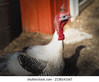 A Turkey Enjoying A Day On The Farm With The Bright Sun Shinning Down.