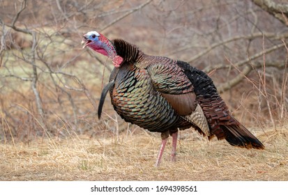 A turkey explores it's habitat in early spring