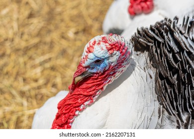 Turkey At Family Petting Zoo