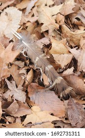 Turkey Feather Among Fallen Leaves