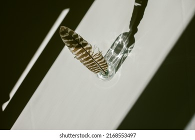 Turkey Feather On A White Background With Sharp Contrasting Shadows