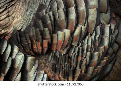Turkey Feathers Displaying Colors