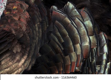 what colors are turkey feathers