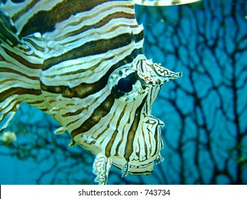 turkey fish