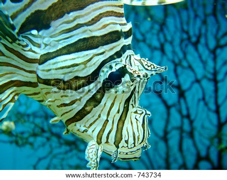 turkey fish