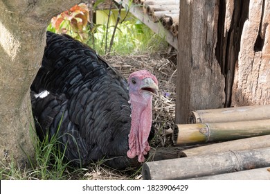 Turkey Is A Flightless Bird Belonging To The Pheasant And Quail Family. (Phasianidae)