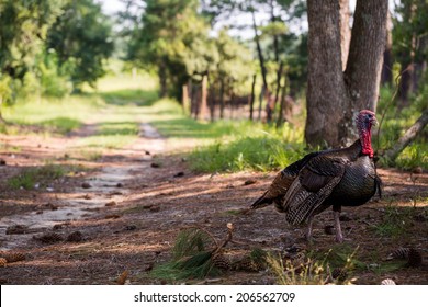 Turkey Grazing On Old Southern Farm.