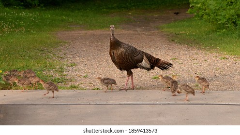 Turkey Hen With Babies - Plymouth, MN