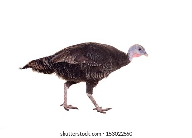 Turkey Hen Isolated On White