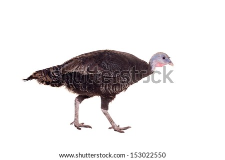 Turkey hen isolated on white