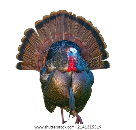 Turkey isolated cutout on white background.  Tail spread front view, extreme detail on face and head, taken from wild photo while strutting in full display of colors