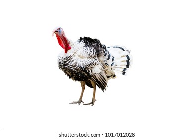 Turkey isolated on a white background