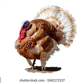 Turkey Isolated On A White Background.