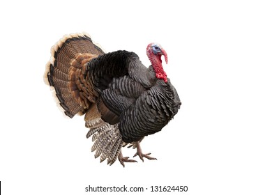 turkey isolated on the white background - Shutterstock ID 131624450