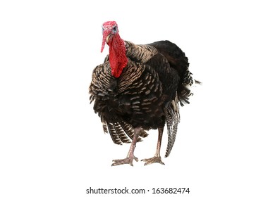 Turkey  Isolated On A White Background.