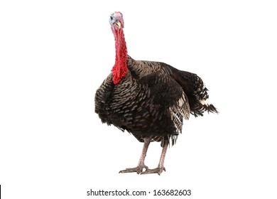 Turkey  Isolated On A White Background.