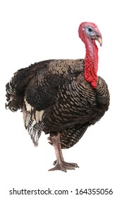 Turkey  Isolated On A White Background.