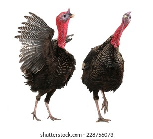 Turkey  Isolated On A White Background.