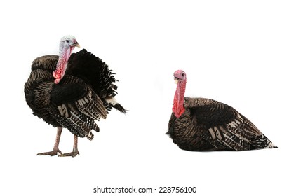 Turkey  Isolated On A White Background.