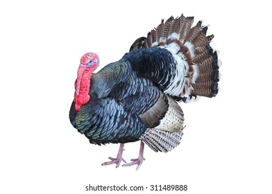 Turkey Isolated On The White Background