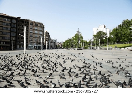 Turkey, Lockdown, Square, Pigeons, Street, Quarantine, feed, birds, 