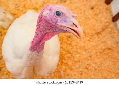 Turkey looks at the camera. The Turkey was photographed from above. Turkey on the background of the paddock. The farming of poultry. Poultry farm.