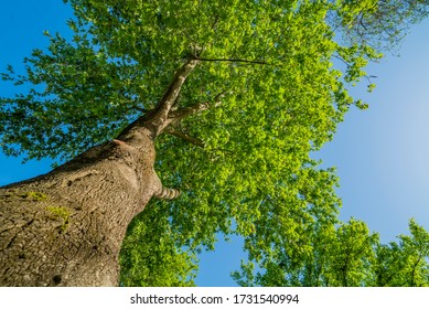 Üsküdar, TURKEY, May 13, 2020 : Looking up tree - Green Tree branches nature abstract. Spring Summer Sun Shining Through Canopy Of Tall Trees. Sunlight In Deciduous Forest, Summer Nature.