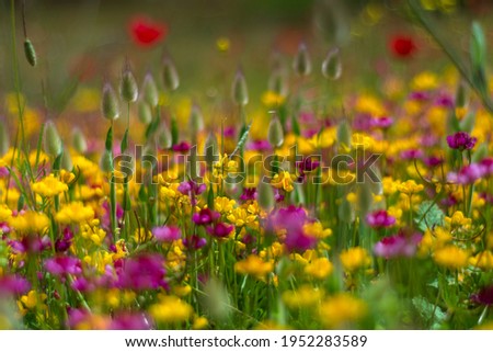 Similar – Image, Stock Photo Flower mixture II Nature