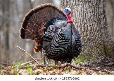 Turkey in Michigan forest, Michigan wildlife 