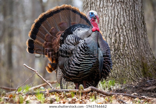 Turkey in Michigan\
forest, Michigan wildlife\
