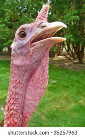 Turkey With Neck Extended Close-up