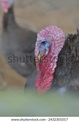 The turkey with nice feathers staying in a zoo