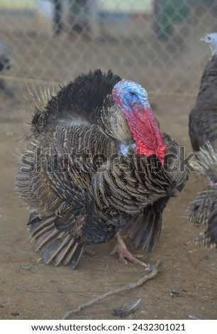 The turkey with nice feathers staying in a zoo