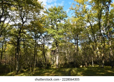  Turkey oak (Quercus cerris) forest with a watch tower bellow the trees - Shutterstock ID 2228064305