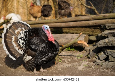 turkey outdoor with blurred background - Shutterstock ID 630942461