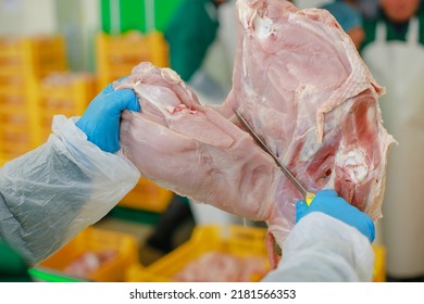 Turkey Production Process, Turkey Poultry Farm, Worker Cuts Poultry Meat