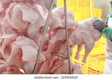 Turkey Production Process, Turkey Poultry Farm, Worker Cuts Poultry Meat