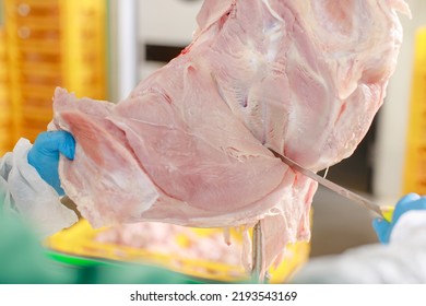 Turkey Production Process, Turkey Poultry Farm, Worker Cuts Poultry Meat